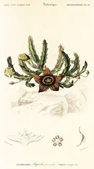 Louis Joseph Edouard Maubert: Star flower, Orbea variegata