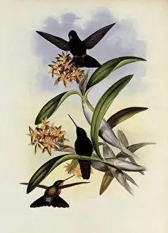Helianthea: Star-Frontlet, Helianthea Typica