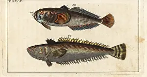Scaber: Star gazer and great weaver fish