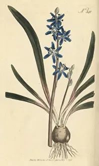 William Curtis: Star hyacinth, Scilla amoena