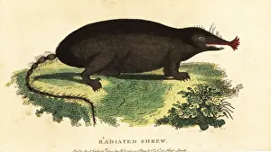 The Naturalists Pocket Magazine: Star-nosed mole, Condylura cristata