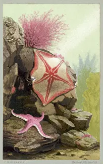 Starfish: TWO STARFISH/1856