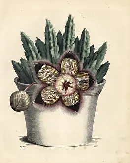 Variegata: Starfish cactus, Orbea variegata