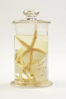 Echinoderm: Starfish, Luidia scotti