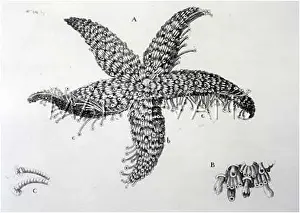 Suckers: A starfish -- pentadactylosaster oculatus