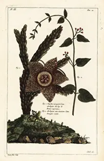 Filius: Starfish plant and white swallow-wort