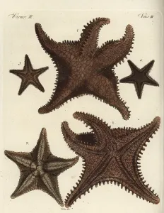 Bertuch: Starfish or sea star