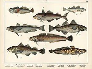 Haddock: Stargazer, hake, ling, cod, haddock and burbot