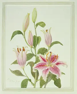 Stargazer: Stargazer Lilies