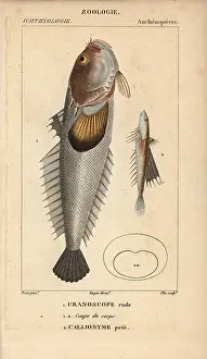 Stargazer: Stargazer, Uranoscopus scaber and dragonet, Callionymus lyra