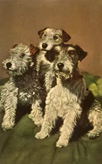 Stare: Three Staring Dogs