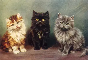 Stare: Three Staring Kittens