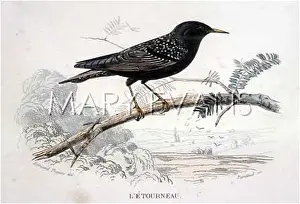 Sturnus: STARLING