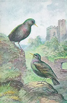 Starlings: Starlings