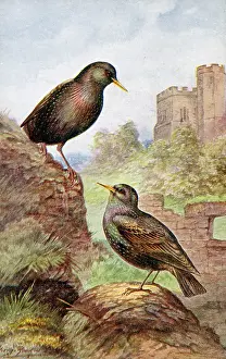 Starlings: Starlings