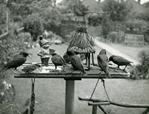 Starlings: STARLINGS FEEDING