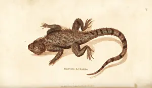 Agama: Starred agama, Stellagama stellio