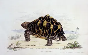 Cuvier: Starred Tortoise (T. Actinodes)