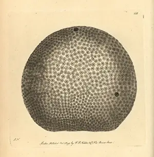 Madrepora: Starry globe madrepore coral, Madrepora