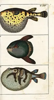 Mola: Starry globefish, white-spotted puffer and sun fish