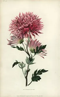 Conspicua: Starry purple Chinese chrysanthemum