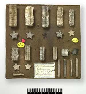 Articulata: Starstones - columnals of isocrinid crinoids