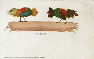 Spikes: Start of a Cock Fight