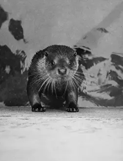 Utterly: STARTLED OTTER