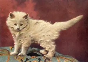 Startled: Startled White Kitten