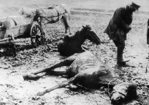 Catastrophic: Starved horse in the Soviet Union