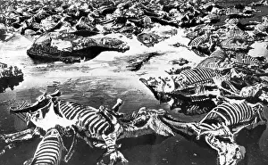 Starving: Starving horses, 1917