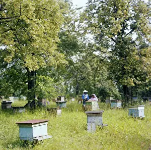 Colonies: State apiary Zarya