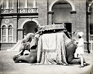 Howdah: State Elephant of Baroda, India