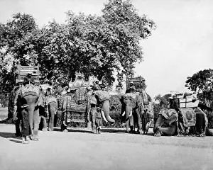 Finery: State Elephants of the Viceroy, India