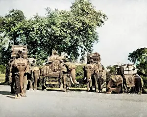 Livery: State Elephants of the Viceroy, India