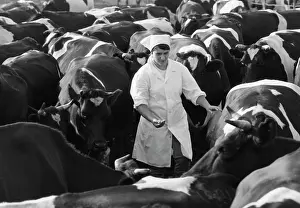Operator: State farm in Altay region