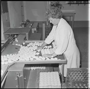 Realisation: State farm Miroslav, hen farm, eggs