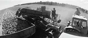 Potato: State Farm named after Kirov