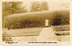 Cypress: The State Nursery, Macedon, Victoria