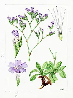 Gwen: Statice binervosa - spiked sea-lavender
