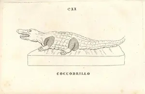 Capitolino: Statue of a crocodile