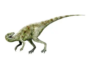Limbs: Staurikosaurus dinosaur