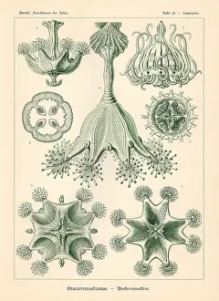 Glitsch: Staurozoa or stalked jellyfish: