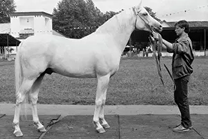 Stallion: Stavropol stud farm
