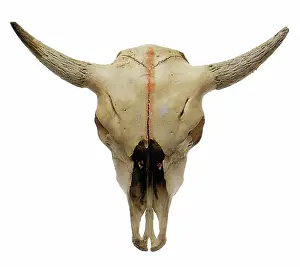 Steer: Steer Skull