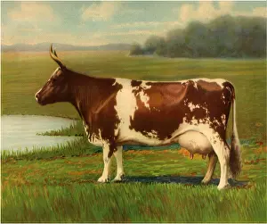 Steer: Steer, Watering Hole