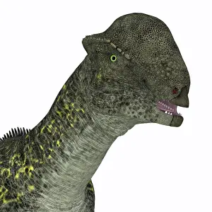 Ugliness: Stegoceras dinosaur portrait