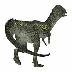 Ugliness: Stegoceras dinosaur, rear view on white background