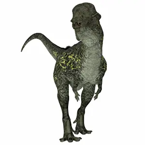 Ugliness: Stegoceras dinosaur, front view on white background