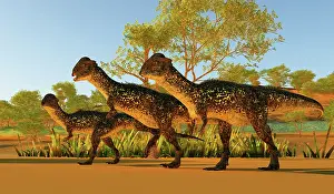Marginocephalia: Stegoceras dinosaurs walking together during the